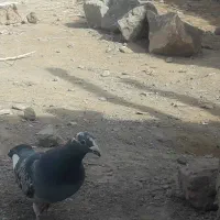 کفتر مسافتی