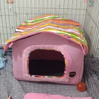 سگ پامر روباهی|سگ|کرمانشاه, |دیوار