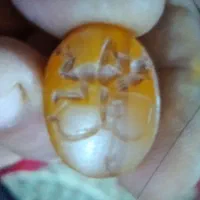 مهره گبری شاخص دار