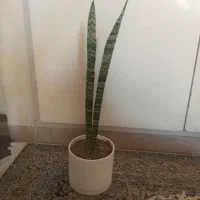 گل وگیاه|گل و گیاه طبیعی|تهران, سازمان برنامه جنوبی|دیوار