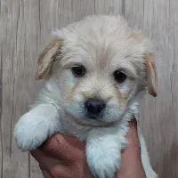 سگ شیتزو عروسکی|سگ|آباده, |دیوار