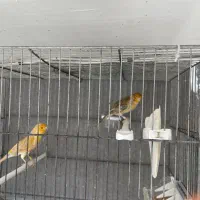 قناری اوپال