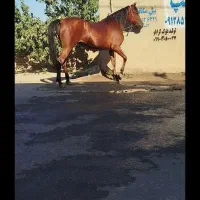 مادیان عرب