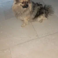 سگ پامرانین روباهی زیبا|سگ|آمل, |دیوار