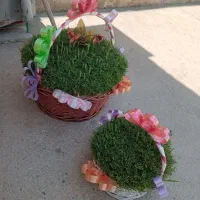 سبزه|گل و گیاه طبیعی|کنگاور, |دیوار