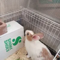 خرگوش سباستین