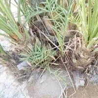 فروش انواع نخل خرما