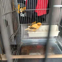 قناری|پرنده|تهران, بریانک|دیوار