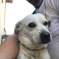 فروش سگ نژادبولداگ قیمت ۷ ملیون|سگ|محمدشهر, شهرک پیام (مهرالبرز)|دیوار