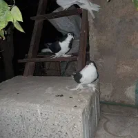 کبوتر