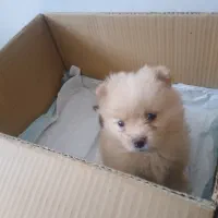 سگ پامر خرسی|سگ|اصفهان, شاهد|دیوار