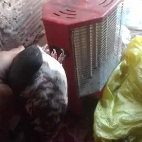 کفتر. ساده گلی نر