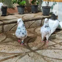 کبوتر طوقی هفت رنگ