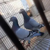 کبوتر آلمانی|پرنده|فاضل آباد, |دیوار