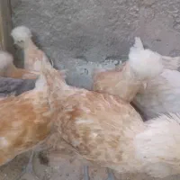 جوجه پولند|حیوانات مزرعه|کاشان, فین کوچک|دیوار