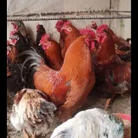 خروس ومرغ سیاه برای رفع بلا