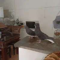 کبوتر