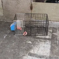 قفس برای کبوتر