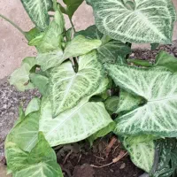 گلسرای پارین|گل و گیاه طبیعی|آستارا, |دیوار