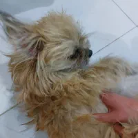 حیوان خانگی|سگ|مشهد, هدایت|دیوار