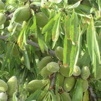 بادام  بازارپسند اقتصادی