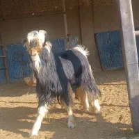 کهره چپش برزی|حیوانات مزرعه|شیراز, کیان آباد|دیوار