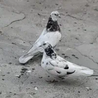 کبوتر طوقی|پرنده|شاهین دژ, |دیوار