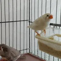 فنج زبرا نر ماده