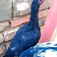 مرغ|حیوانات مزرعه|خاش, |دیوار