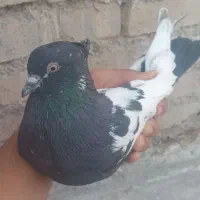 کبوتر|پرنده|سوسنگرد, |دیوار