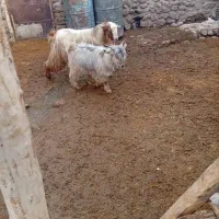 حیوانات مزرعه