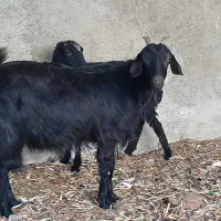 بزماده آبستن