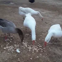 غاز نر وماده