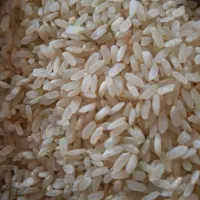 برنج کامفیروزی