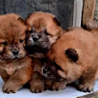 توله چاو چاو اصیل|سگ|کرمانشاه, |دیوار