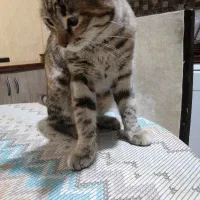 واگذاری گربه