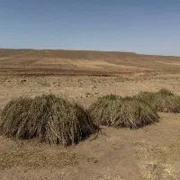 کنجد دیمه کاملا ارگانیک|عمدهفروشی|نصر آباد, |دیوار