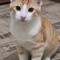 واگذاری گربه DSH نارنجی جذاب