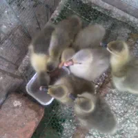 فروش جوجه غاز|حیوانات مزرعه|گلوگاه بابل (گلیا), |دیوار