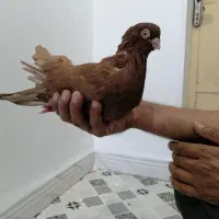 کبوتر سینه ای وصربستانی|پرنده|شادگان, |دیوار