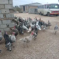 بوقلمون فروشی ۵۰عدد