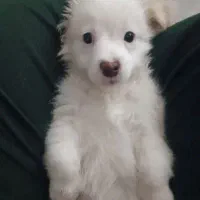 سگ نژاد مالتیپو