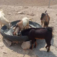 8کهره نر|حیوانات مزرعه|بندرعباس, |دیوار