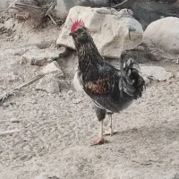 فروش خروس محلی اصل|حیوانات مزرعه|خورموج, |دیوار