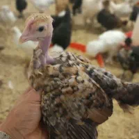 جوجه مرغ خروس گردن لختی کاکلی محلی