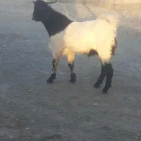 چپشت چاق سرحال خونگی