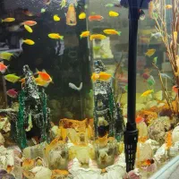 اکواریوم شیشه خم شرکتی