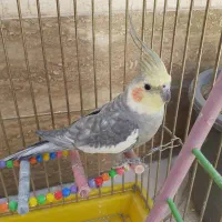 عروس هلندی نر