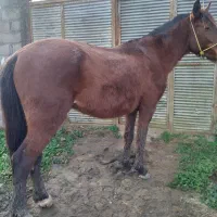 اسب‌اخته‌باری‌سواری