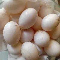 باسلام تخم کبوتر برای به حرف آمدن کودک